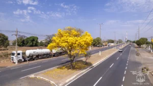 2025 Ipe Florido 30082025 002