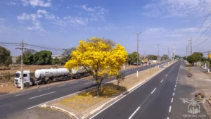 2025 Ipe Florido 30082025 005