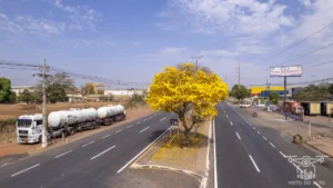 2025 Ipe Florido 30082025 010