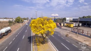 2025 Ipe Florido 30082025 017