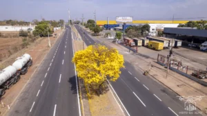 2025 Ipe Florido 30082025 020