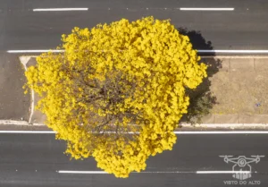 2025 Ipe Florido 30082025 050