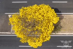 2025 Ipe Florido 30082025 053