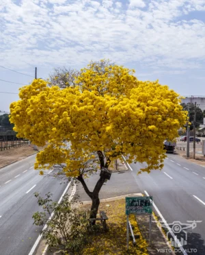 2025 Ipe Florido 30082025 058