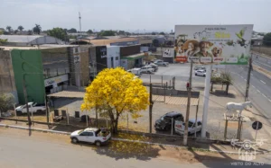 2025 Ipe Florido 30082025 089