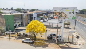 2025 Ipe Florido 30082025 091