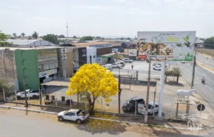 2025 Ipe Florido 30082025 094