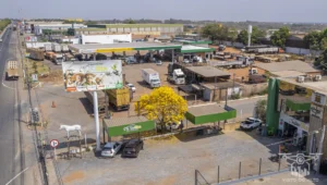 2025 Ipe Florido 30082025 098