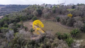 2025 Ipe Florido 31082025 126