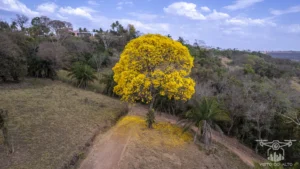 2025 Ipe Florido 31082025 130