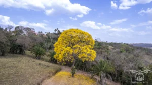 2025 Ipe Florido 31082025 133