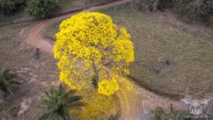 2025 Ipe Florido 31082025 148