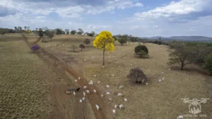 2025 Ipe Florido 31082025 160