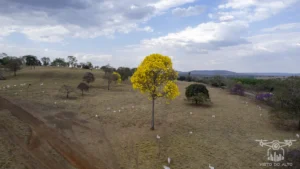 2025 Ipe Florido 31082025 166