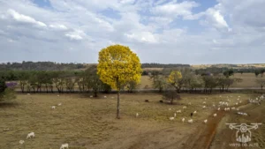 2025 Ipe Florido 31082025 170