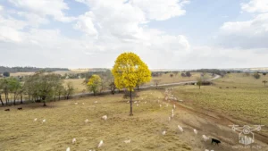 2025 Ipe Florido 31082025 182