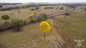 2025 Ipe Florido 31082025 189