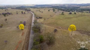 2025 Ipe Florido 31082025 196