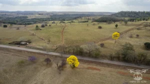 2025 Ipe Florido 31082025 202