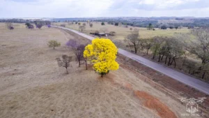 2025 Ipe Florido 31082025 221