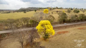 2025 Ipe Florido 31082025 224