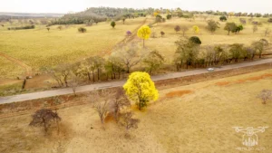 2025 Ipe Florido 31082025 227