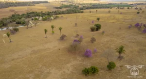 2025 Ipe Florido 31082025 231