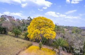 Ipe Florido 31082025 133