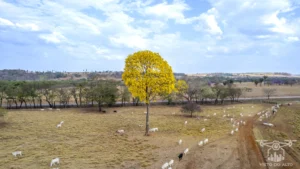 Ipe Florido 31082025 176