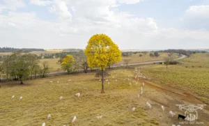 Ipe Florido 31082025 182