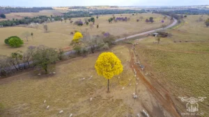 Ipe Florido 31082025 189