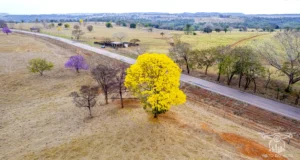 Ipe Florido 31082025 217