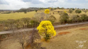 Ipe Florido 31082025 224