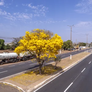 IPES floridos RAWDJI_0116-HDR2025